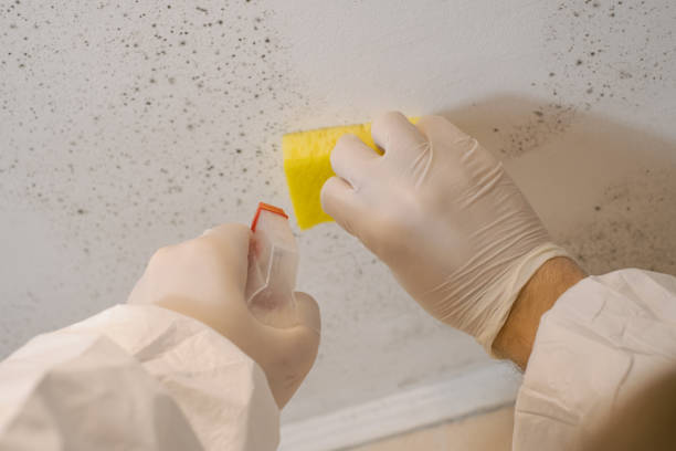 Forensic Mold Investigation in Knoxville, IA