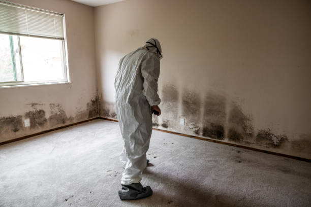Best Industrial Mold Remediation  in Knoxville, IA